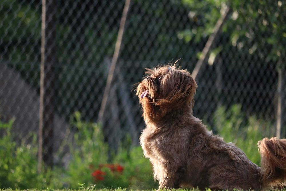 Reproduktor Shih Tzu