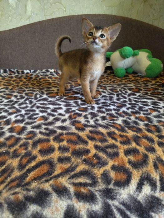 Абіссинські кошенята дівчатка та хлопчики з документами в пошуках роди