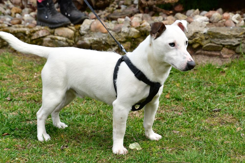 Śliczny piesek Jack Russell Terrier!