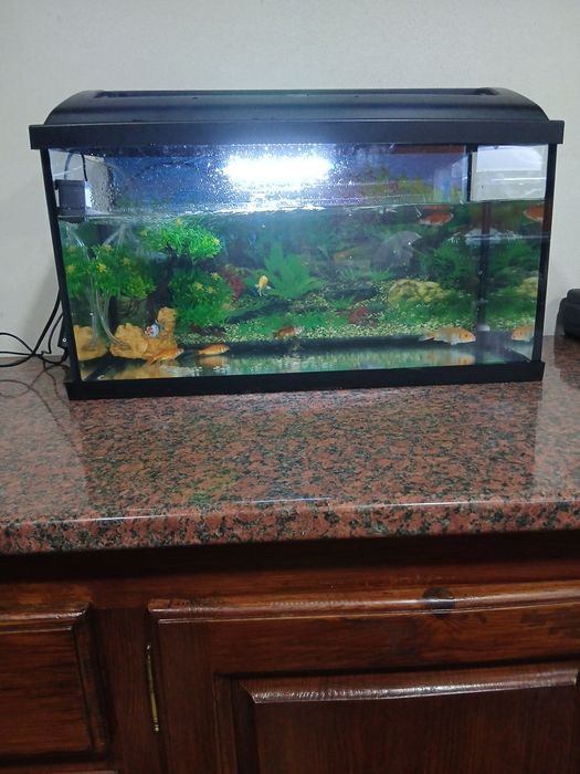 Vendo aquario com tudo que esta na foto (incluindo peixes)