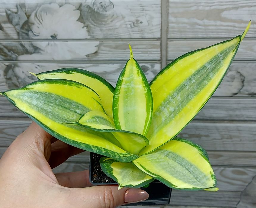 Сансевієрія ханні Люсіль Поланд(Тайська)