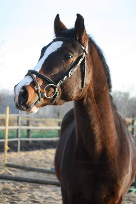 3,5 letni ciemnogniady wałach SP ze świetnym ruchem
