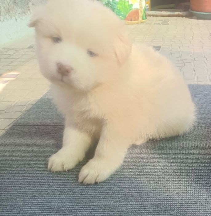 Cachorros lindos e brancos