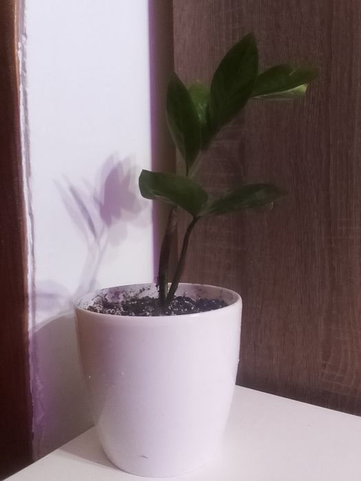 Замиокулькас или долларовое дерево