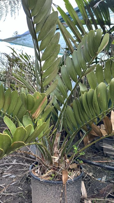 Cyca Zamia furfuracea cica