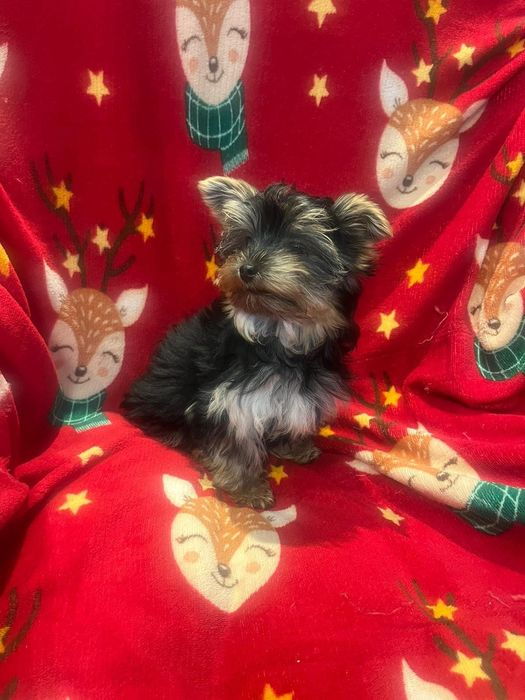 Yorkshire terrier - piesek