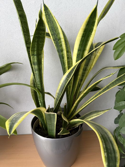 Sansaviera kwiat doniczkowy 30 zl.