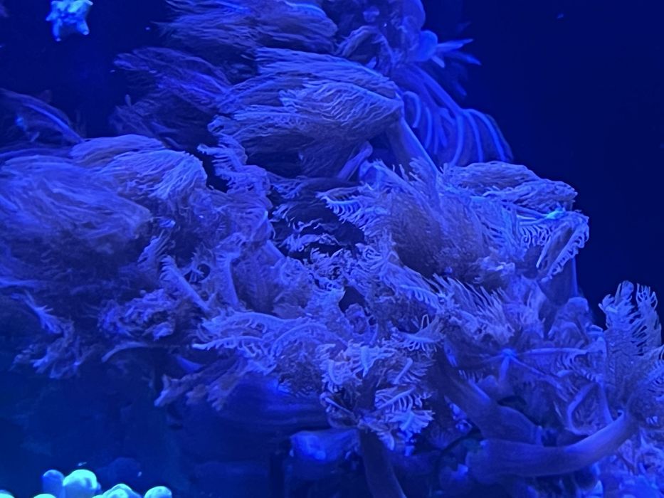 Anthelia XXL na skale ok 20 cm