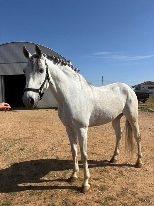 Cavalo Puro Lusitano