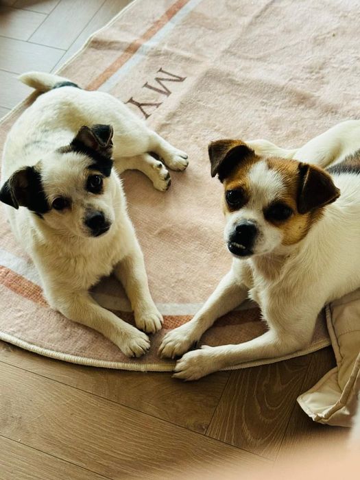 Шукаємо люблячу сім’ю для мами й донечки чіхуахуа.