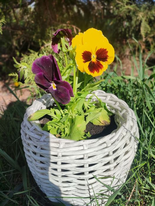 Donica z sztucznego rattanu