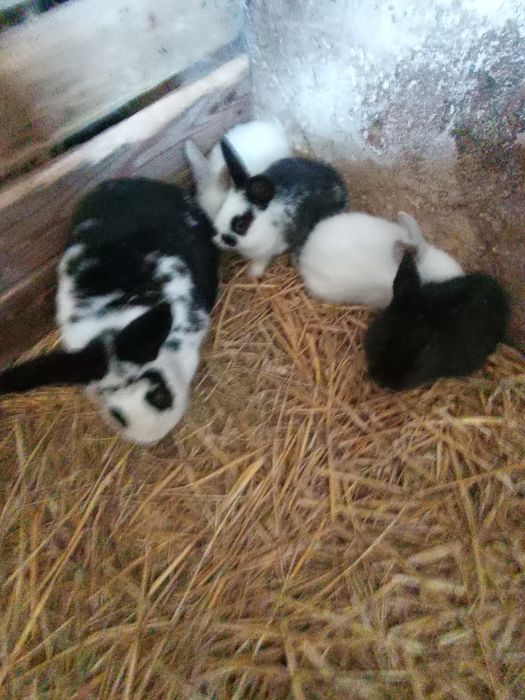 Sprzedam małe króliczki