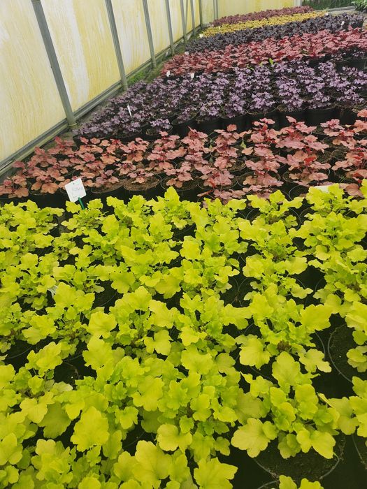 Żurawka ogrodowa, Heuchera mnóstwo kolorów