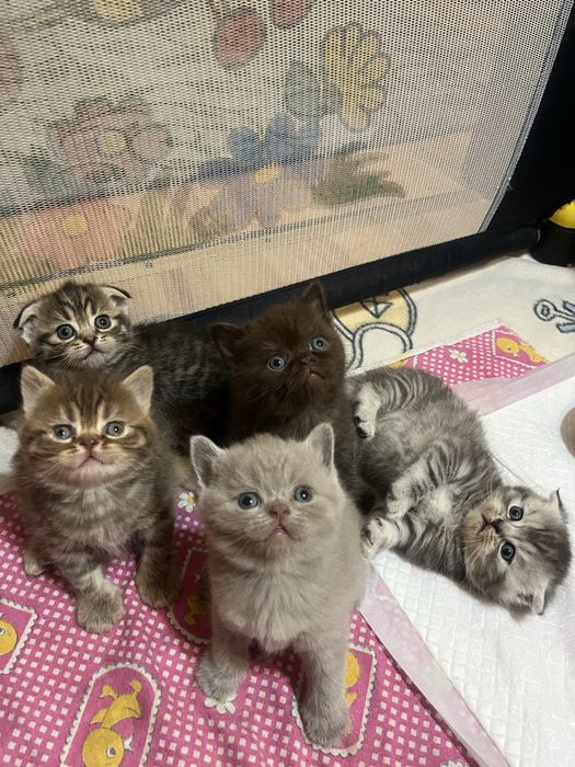 Кошенята шотландці