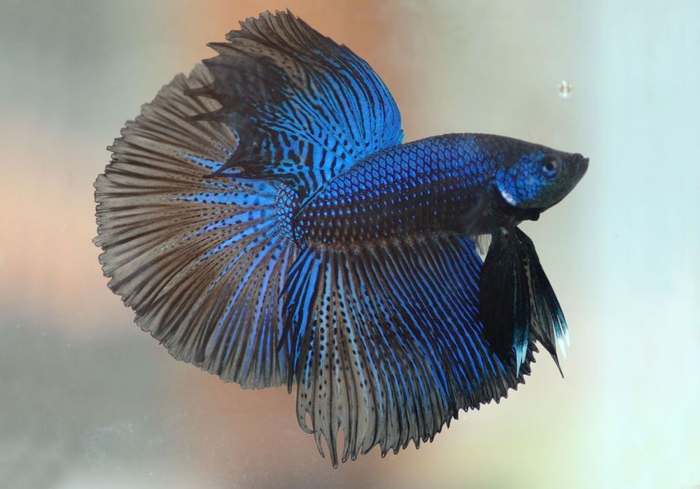 Vendo peixes variados