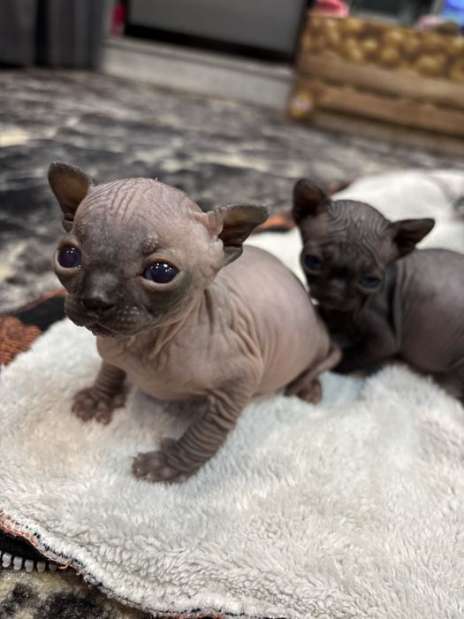 Канадский сфинкс