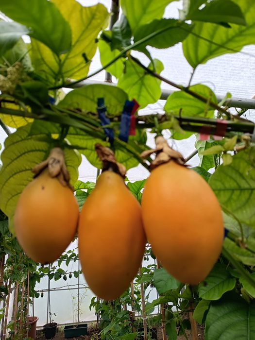 Plantas do maracujá alata gigante.
