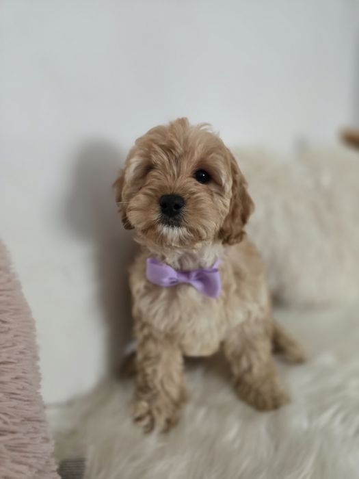 Cavapoo f1b sunia