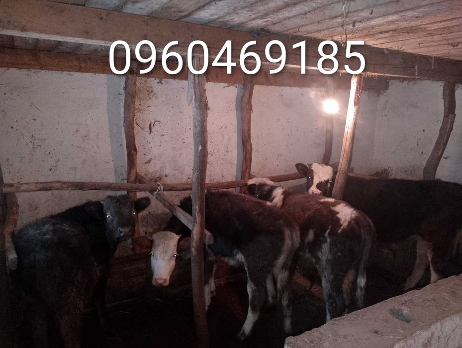 Продам бичків виростків.