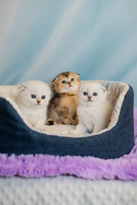 Шотландские котята