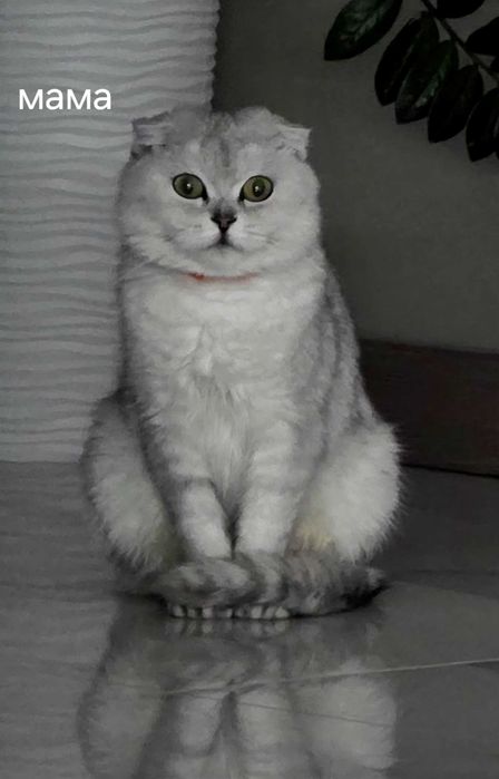 Кошенята  шиншилки