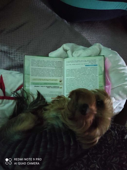 Продам дорослого йорка хлопчик не дорого ! Питання за номером