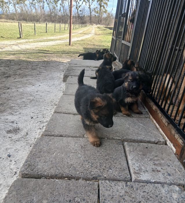 Продаються цуценята німецької вівчарки
