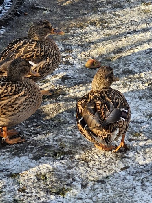 Kaczki krzyżówki sprzedam.