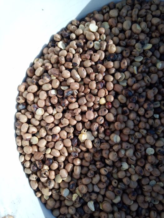 Bobik cały zbiór 2025