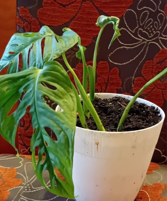 Monstera  mloda roślina
