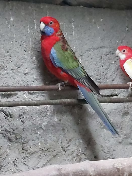 Roselas penantes fêmeas