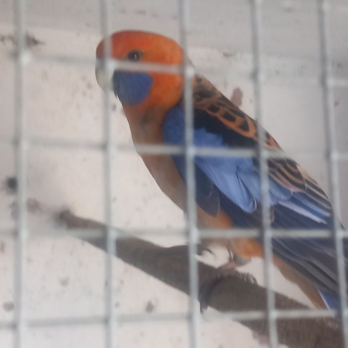 Casal de roselas penantes