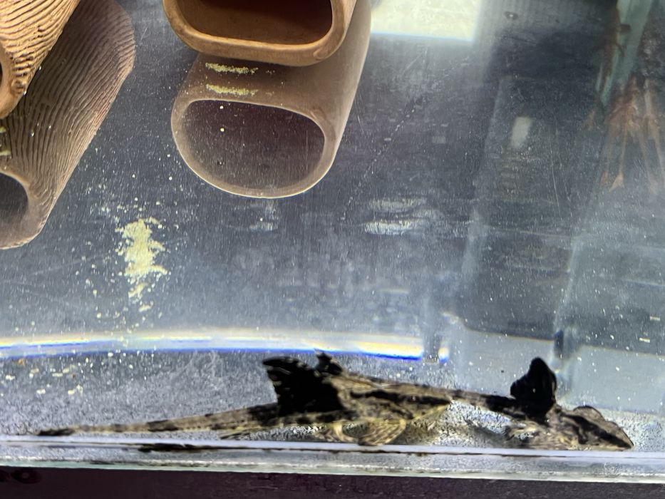 Loricaria Rio Atabapo