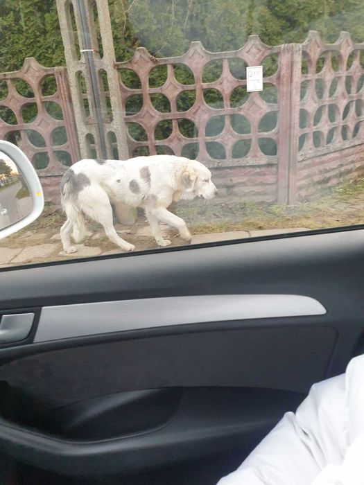 Siedlce, okolice czyja zguba?