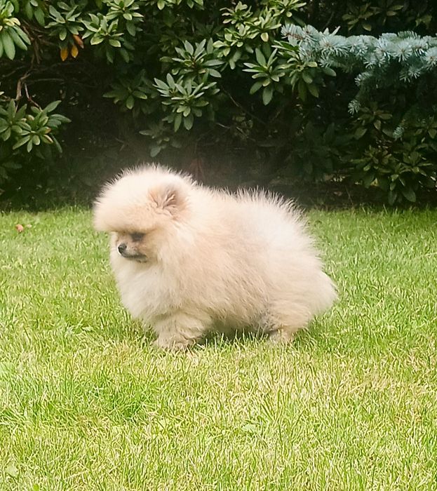Pomeranian sliczny misiu xs