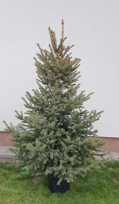 Choinka Żywa Jodła Kaukaska Świerk Cięta W Doniczce PLANTACJA RADOM