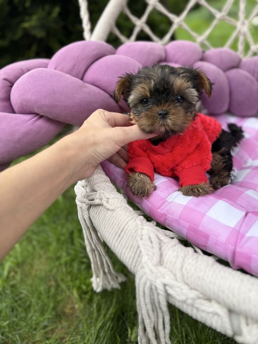 Шикарні супер мініки йорки