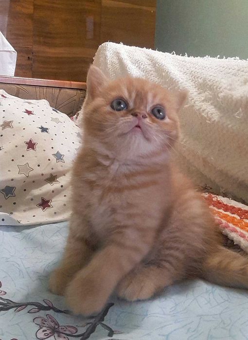 Кошенята  перси  Швидка) та Соня)