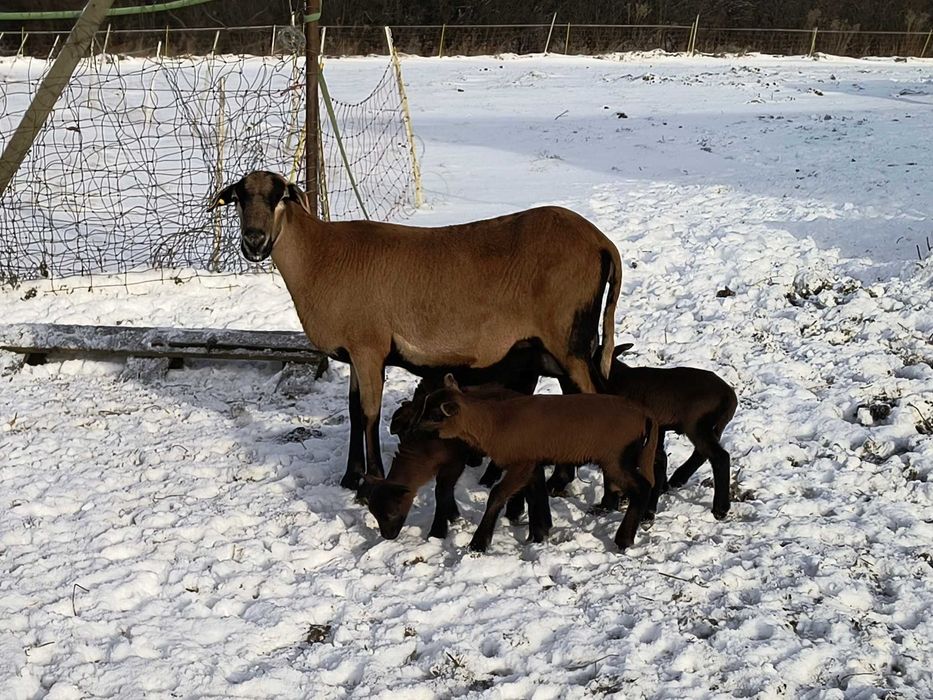 Owce barbados. Matki z młodymi.