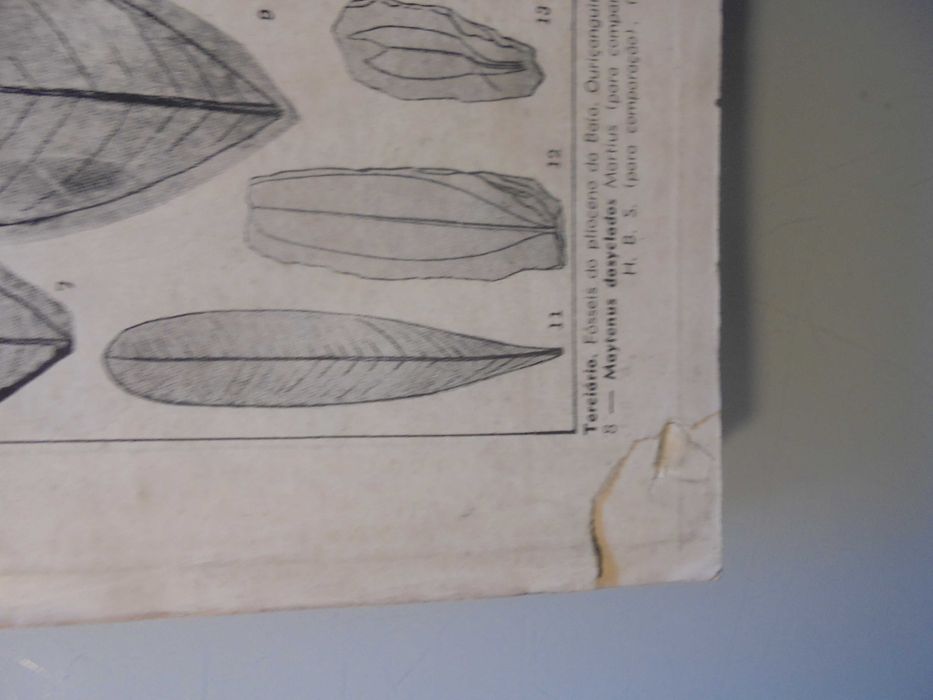 Oliveira (Avelino Ignacio);Geologia do Brasil