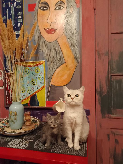 Кошеняти породи брітанська