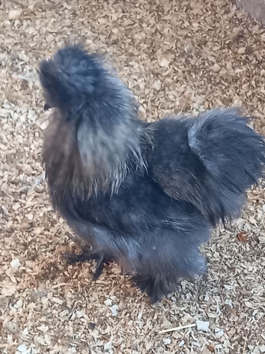 Sprzedam Koguty silki