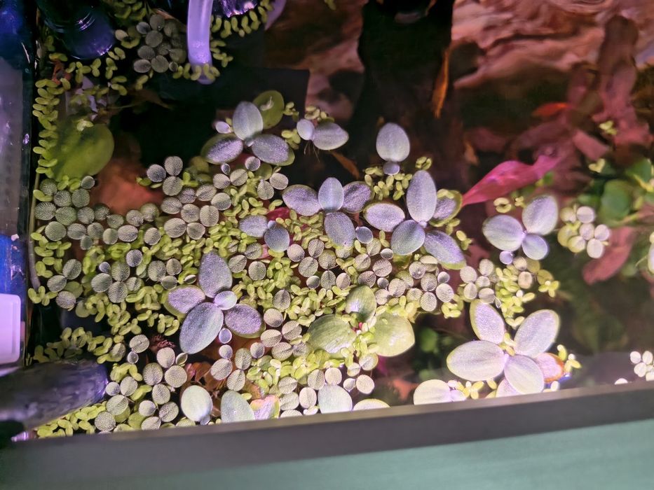 Sprzedam rośliny akwariowe z nadwyżki