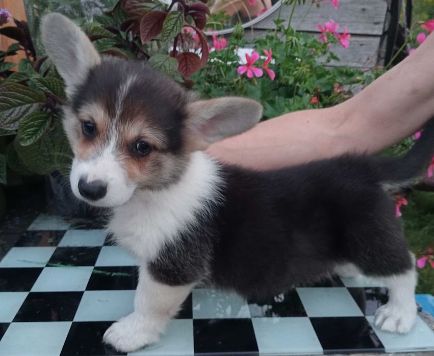 Szczeniak rasy Welsch Corgi Pembroke