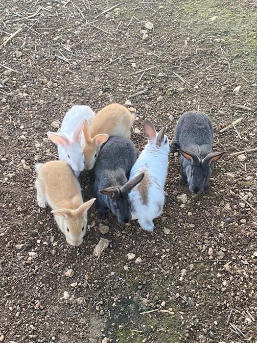 Coelhos de várias idades