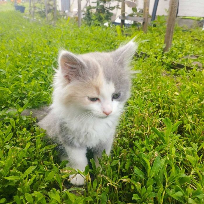 Кошенята шукають дом
