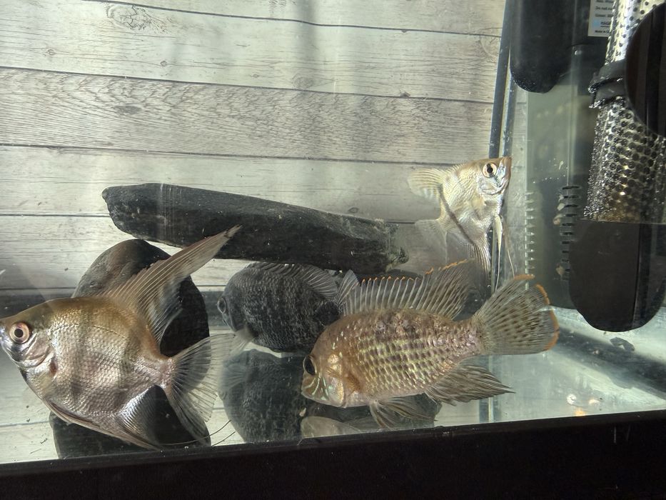 Aquario Completo com Peixes