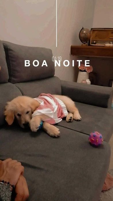Excelente Fêmea Golden Retriever com LOP