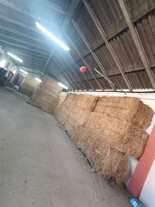 Feno nascidisso  80x90 armazenado campanha 2026