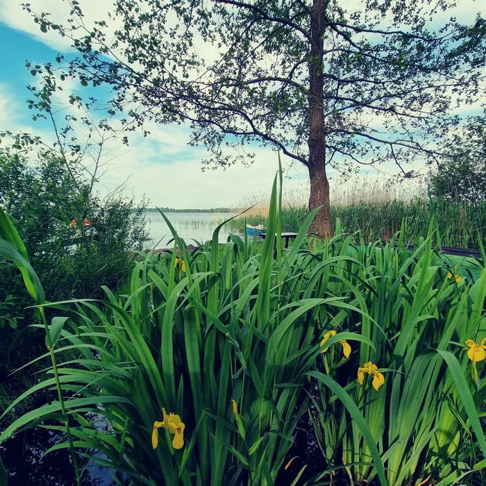 Działka pierwsza linia brzegowa Leśniewo - Widok 5
